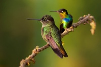 Kolibrik ohnivobrady - Panterpe insignis - Fiery-throated Hummingbird o1642